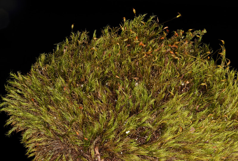 Dicranella heteromalla